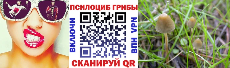 где купить наркоту  Ленск  Галлюциногенные грибы Psilocybe 